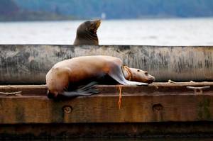 The Vancouver Aquarium Marine Mammal Rescue Society (VAMMR) working with Fisheries and Oceans Canada (DFO) have successfully freed a female Steller sea lion from a severe neck entanglement near Cowichan Bay. (Courtesy of Vancouver Aquarium)