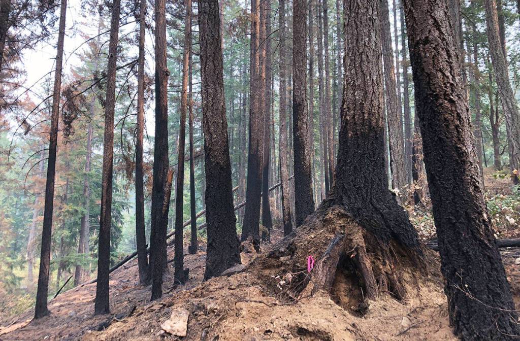 The Municipality of North Cowichan will hire a wildfire specialist to help the municipality prepare for wildfires. Pictured are the blackened trees from a wildfire that took place on Maple Mountain in 2018. (Photo by Municipality of North Cowichan)